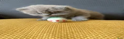 British Shorthair cats for sale: GCCF Registered British Shorthairs / Longhairs - Advert 23