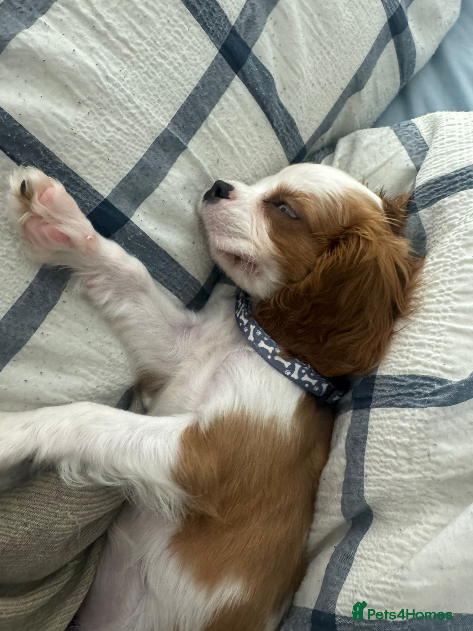 Cavalier King Charles Spaniel dogs 10 month old King Charles Cavalier - Advert 1