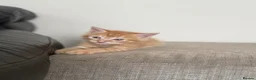 Mixed Breed cats for sale: 2 kittens  in Havant - Advert 5