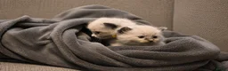 Ragdoll cats for sale: Blue Point Ragdolls | Celestial Litter - Advert 5