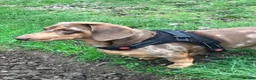 Dachshund dogs for sale: Dapple Dachshund- male/nearly 4 years old - Advert 3