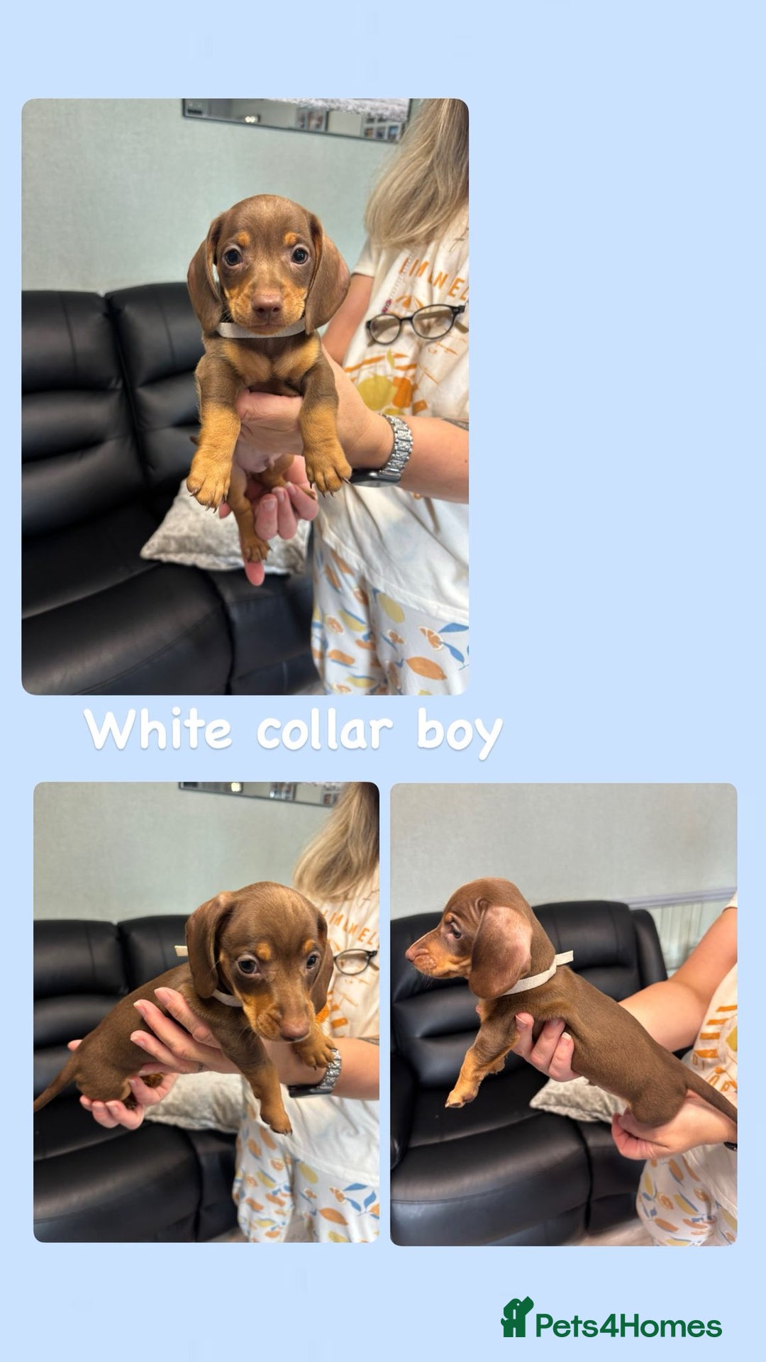 Dachshund dogs for sale: Miniature Dachshund pups £950 - Image 6
