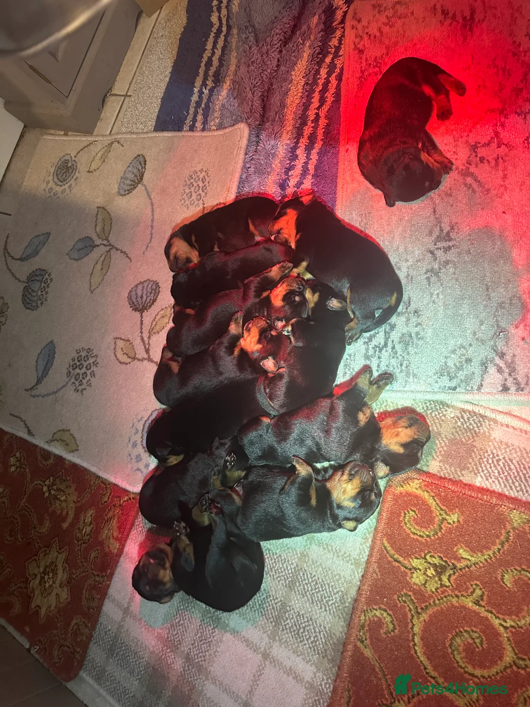 Rottweiler dogs for sale: Beautiful Rottweiler puppies  - Advert 29