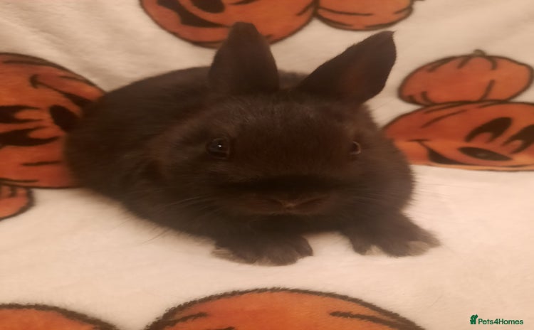 Netherland Dwarf rabbits - Advert 6