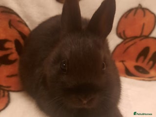 Netherland Dwarf rabbits for sale - Advert 1