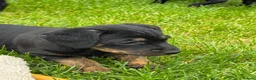 Mixed Breed dogs for sale: 4 jackapoo puppies  - Advert 10