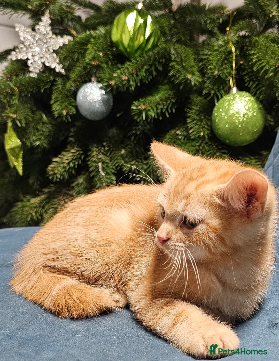 Maine Coon cats for sale: Part Maine Coon kittens - Advert 3