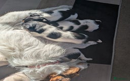 Jack Russell dogs for sale: Pure Jackrussells  - Advert 11