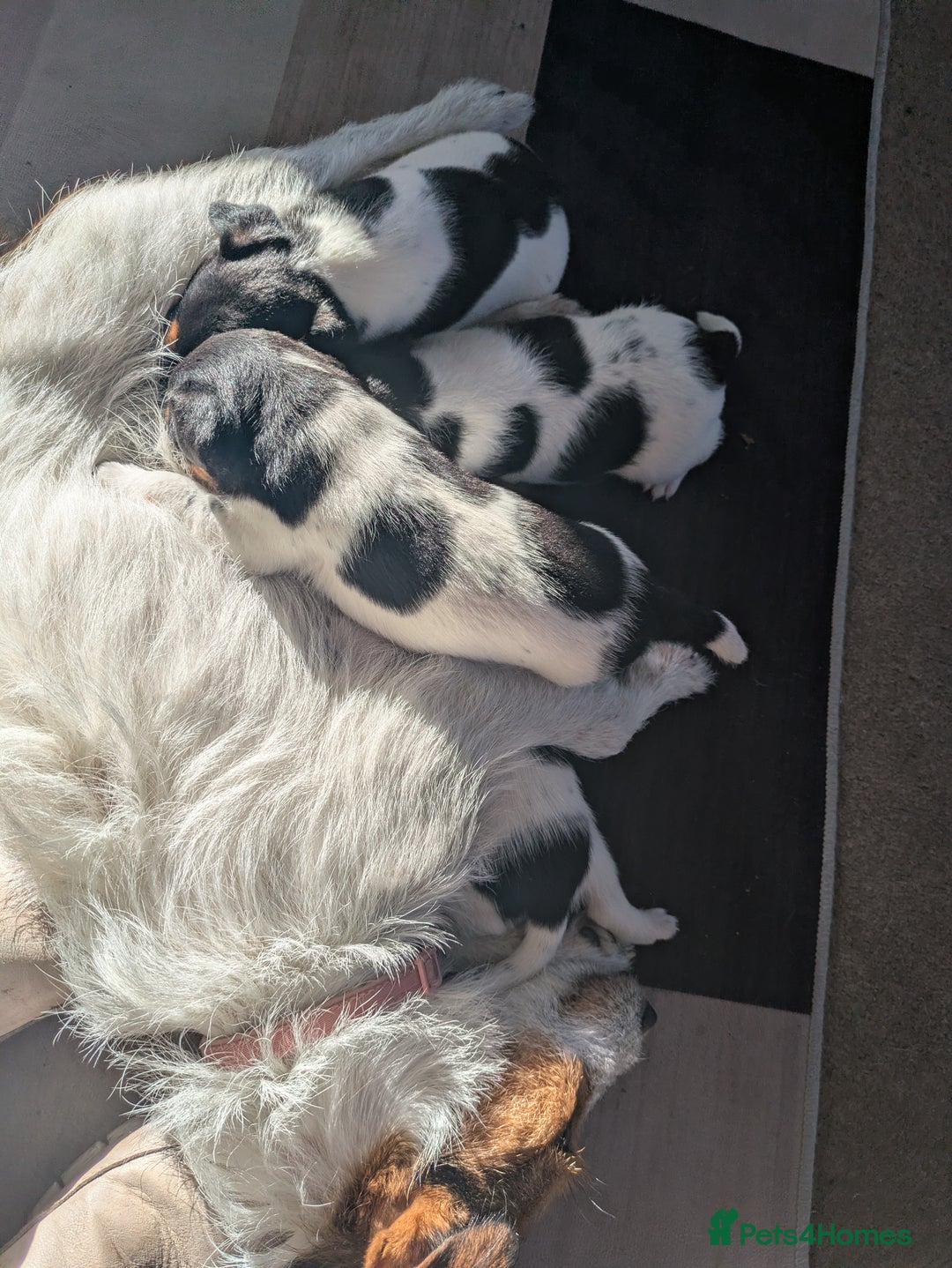 Jack Russell dogs for sale: Pure Jackrussells  - Advert 11