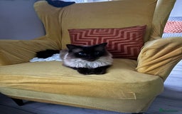 Ragdoll cats for sale: Ragdoll for sale - Image 3