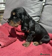 Cocker Spaniel dogs Gorgeous KC Reg Show Cocker Spaniels  - Advert 2