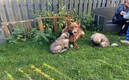 German Shepherd dogs for sale: KC Long Coats Ready To Leave Soon!  - Image 20