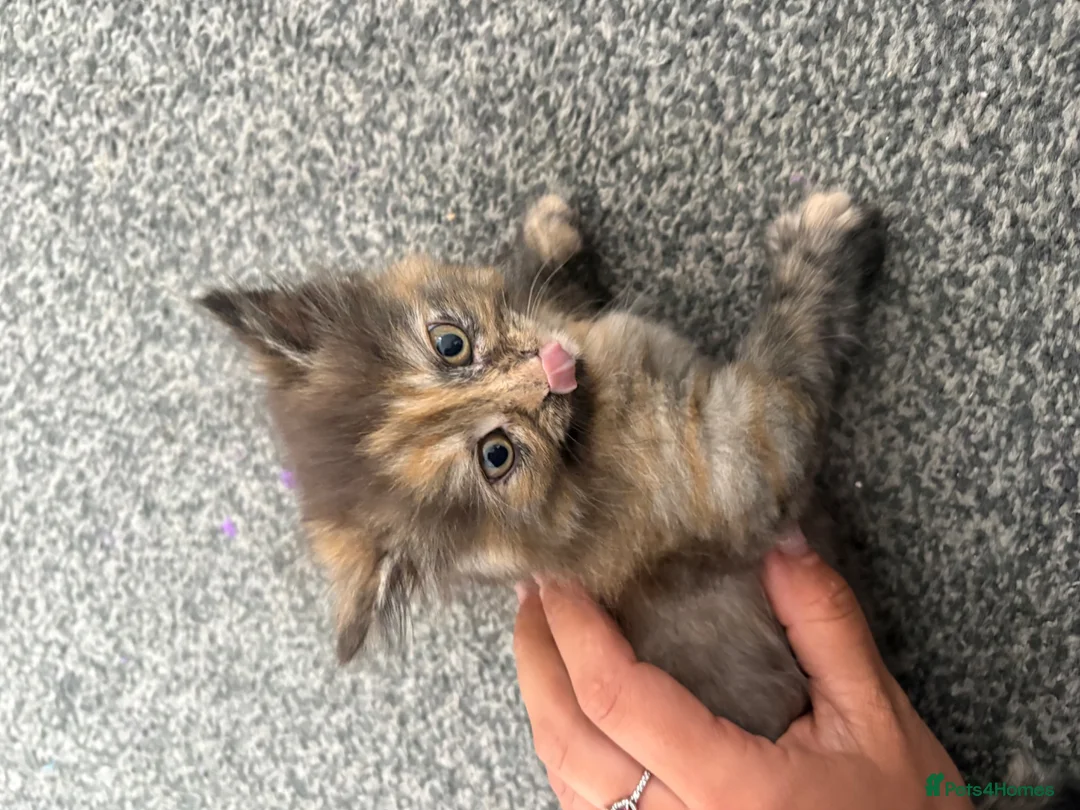 Mixed Breed cats for sale: Tabby kitten ready to leave - Advert 1