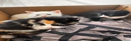 Mixed Breed cats for sale: calico domestic shorthair - Advert 3