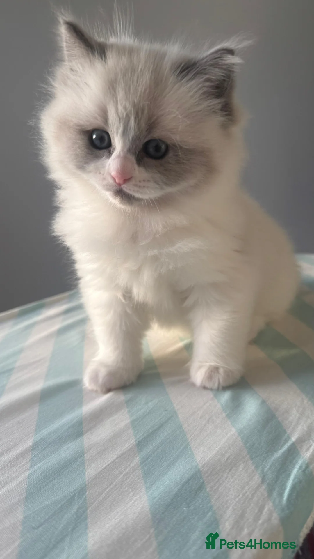 Ragdoll cats for sale: Ragdoll - Advert 1