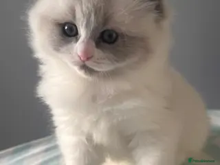 Ragdoll cats Ragdoll - Advert 13