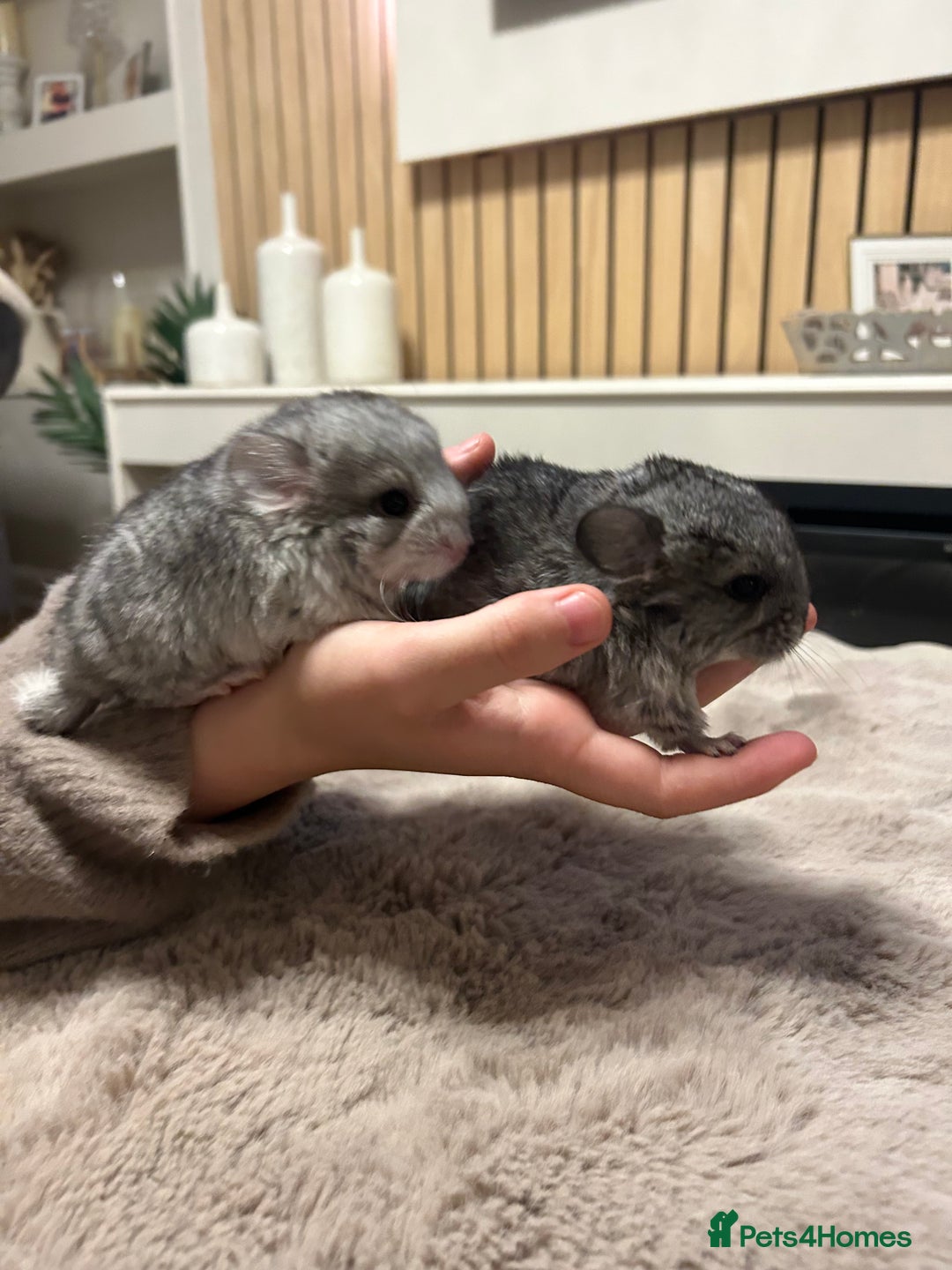Chinchilla rodents for sale: Beautiful baby angora chinchillas  - Image 5