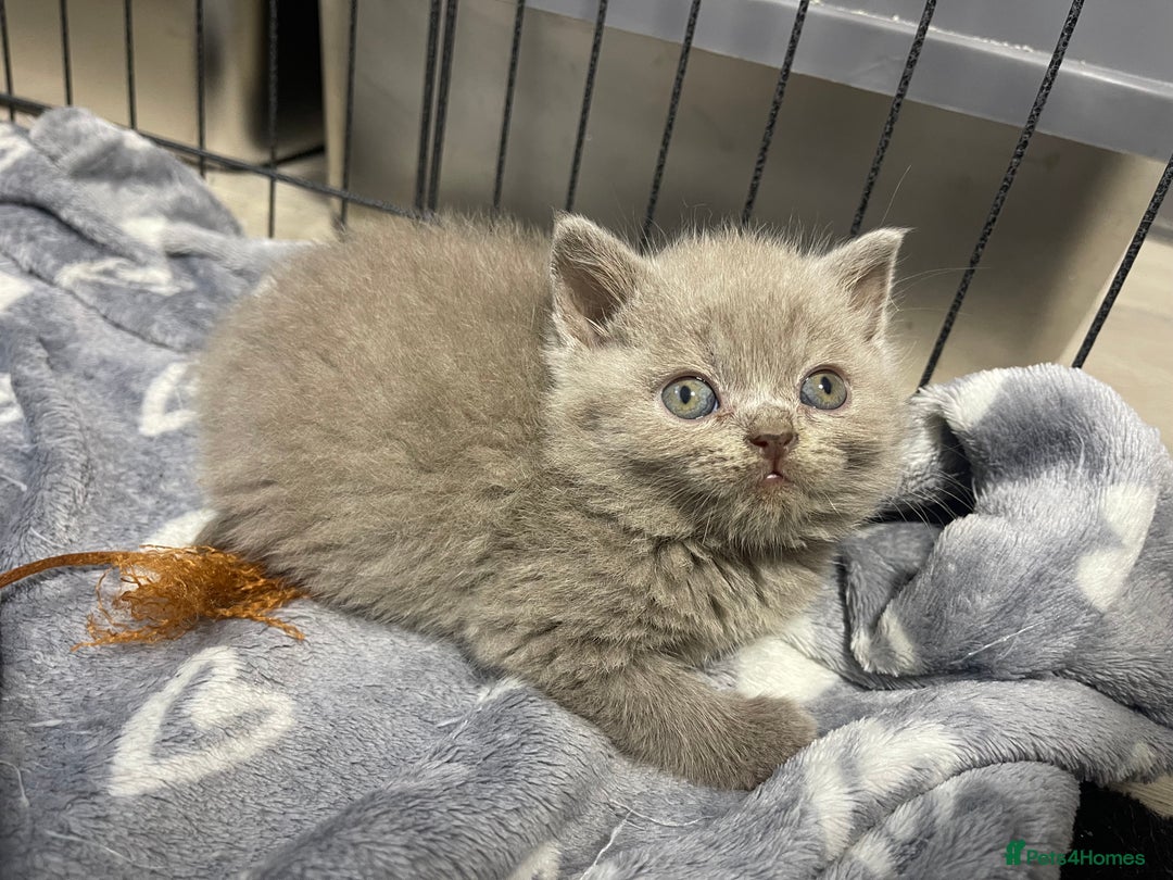 British Shorthair cats for stud: Chocolate carrier proven british shorthair stud - Image 9