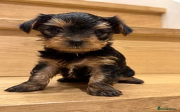Yorkshire Terrier dogs for sale: Yorkshire terrier girl - Image 7
