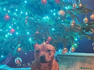 Staffordshire Bull Terrier dogs in Oldham - Advert 9