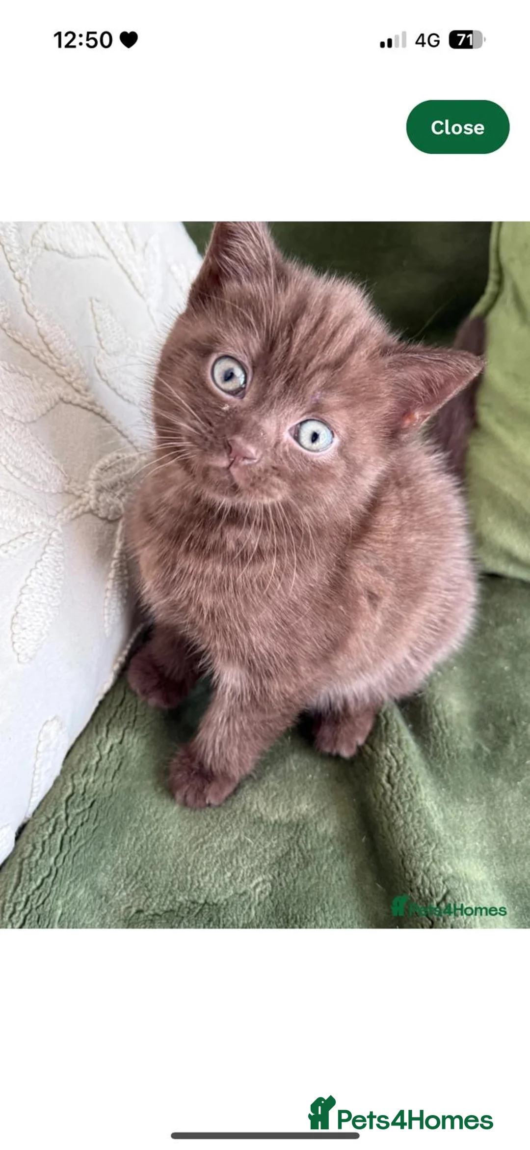 British Shorthair cats for sale: British short hair girl  in Godalming - Advert 2