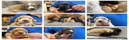 Cocker Spaniel dogs for sale: Cocker spaniel puppies for sale  in Stafford - Advert 11