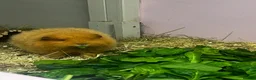 Guinea Pig rodents for sale: Ginger Swiss Retired Sow  - Advert 2