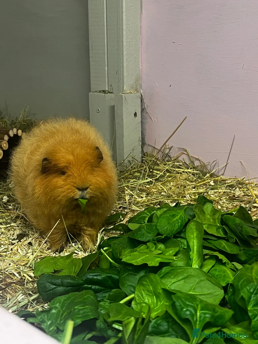 Guinea Pig rodents for sale: Ginger Swiss Retired Sow  - Advert 2
