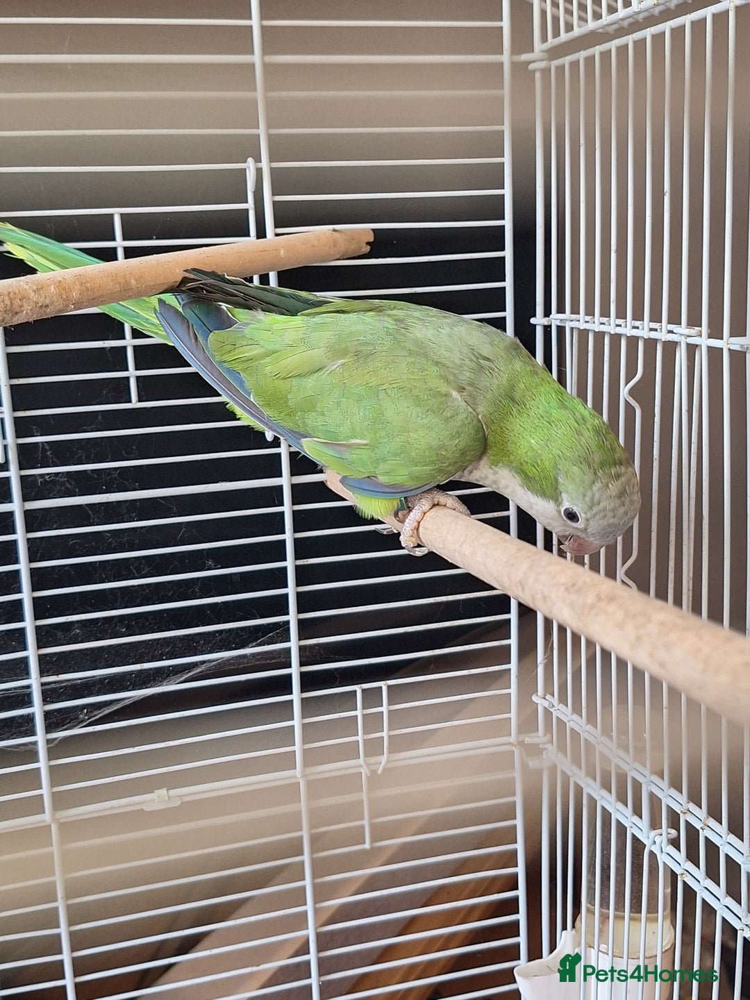 Parrots birds for sale: Quaker parrot for sale - Advert 7