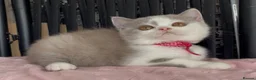 British Shorthair cats for sale: Beautiful Champion line BSH two girls  - Advert 9