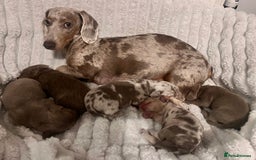 Miniature Dachshund dogs for sale: 🖤🐶Beautiful Miniature Dachshund Puppies🖤🐶!! - Image 1