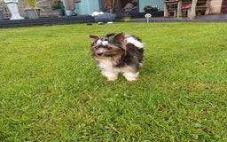Biewer Terrier dogs for stud: Purebred Pedigree Biewer Terrier Proven Stud in Merthyr Tydfil - Image 23