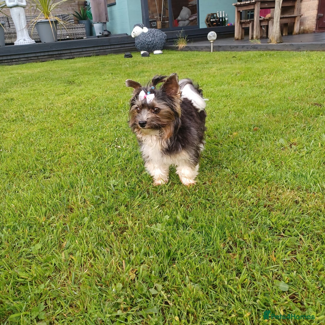 Biewer Terrier dogs for stud: Purebred Pedigree Biewer Terrier Proven Stud in Merthyr Tydfil - Image 23