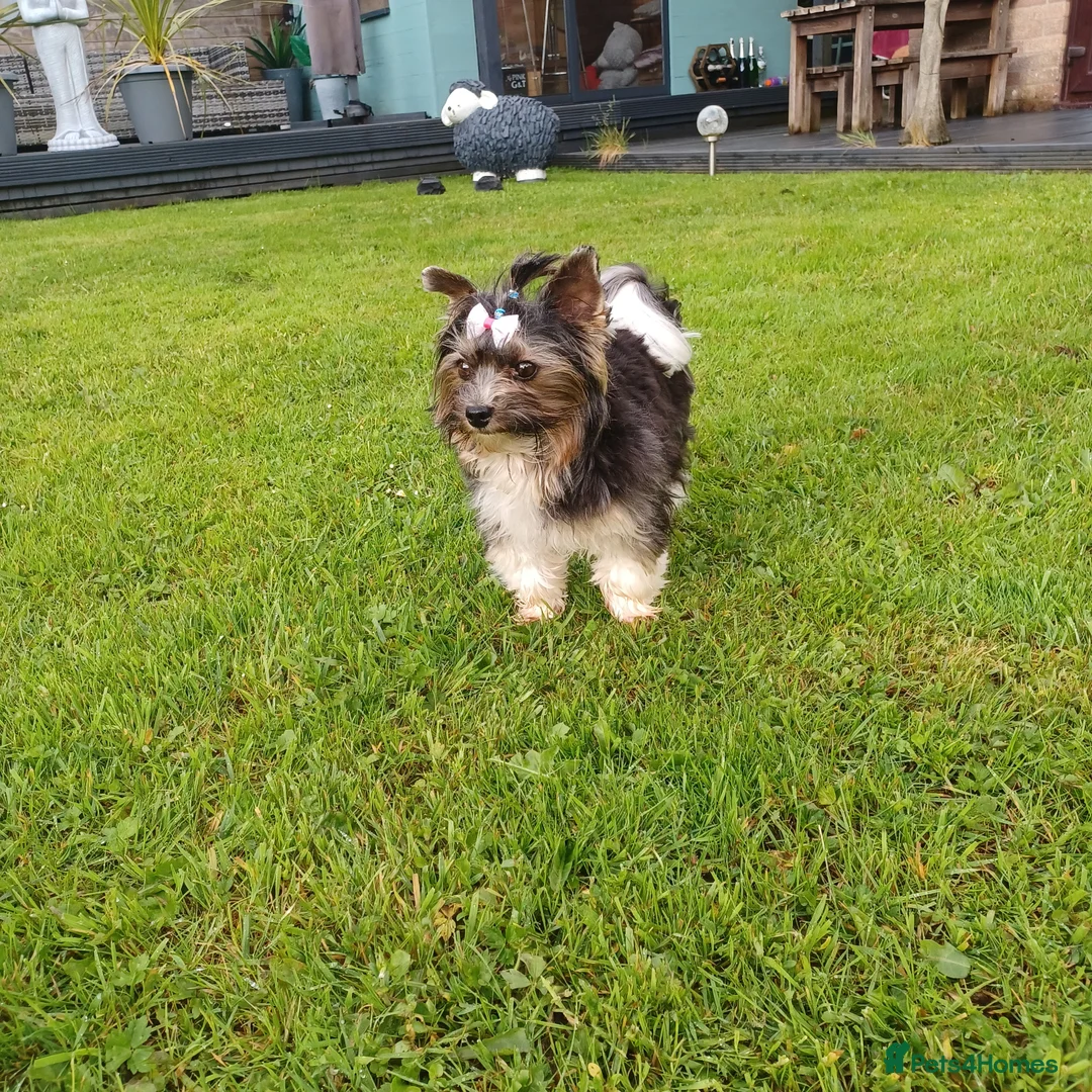 Biewer Terrier dogs for stud: Purebred Pedigree Biewer Terrier Proven Stud in Merthyr Tydfil - Advert 23
