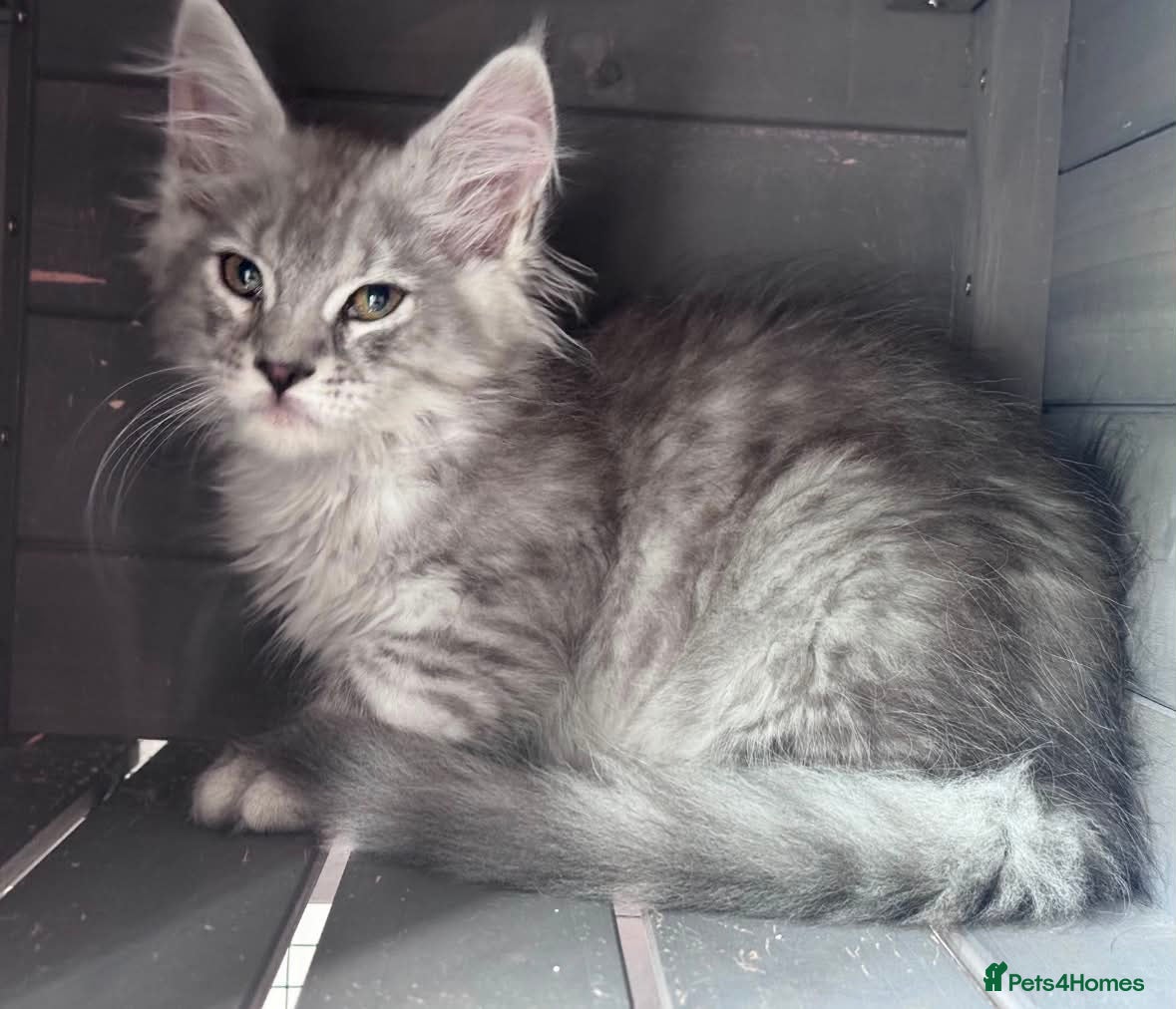 Maine Coon cats Maine coon active females readdy to leave - Advert 13