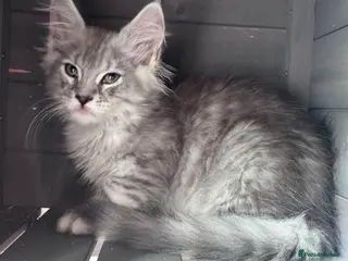 Maine Coon cats Maine coon active females readdy to leave - Advert 13