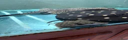 Other/Mixed Breed fish for sale: Fresh water stingray pair  in Weston-super-Mare - Advert 8