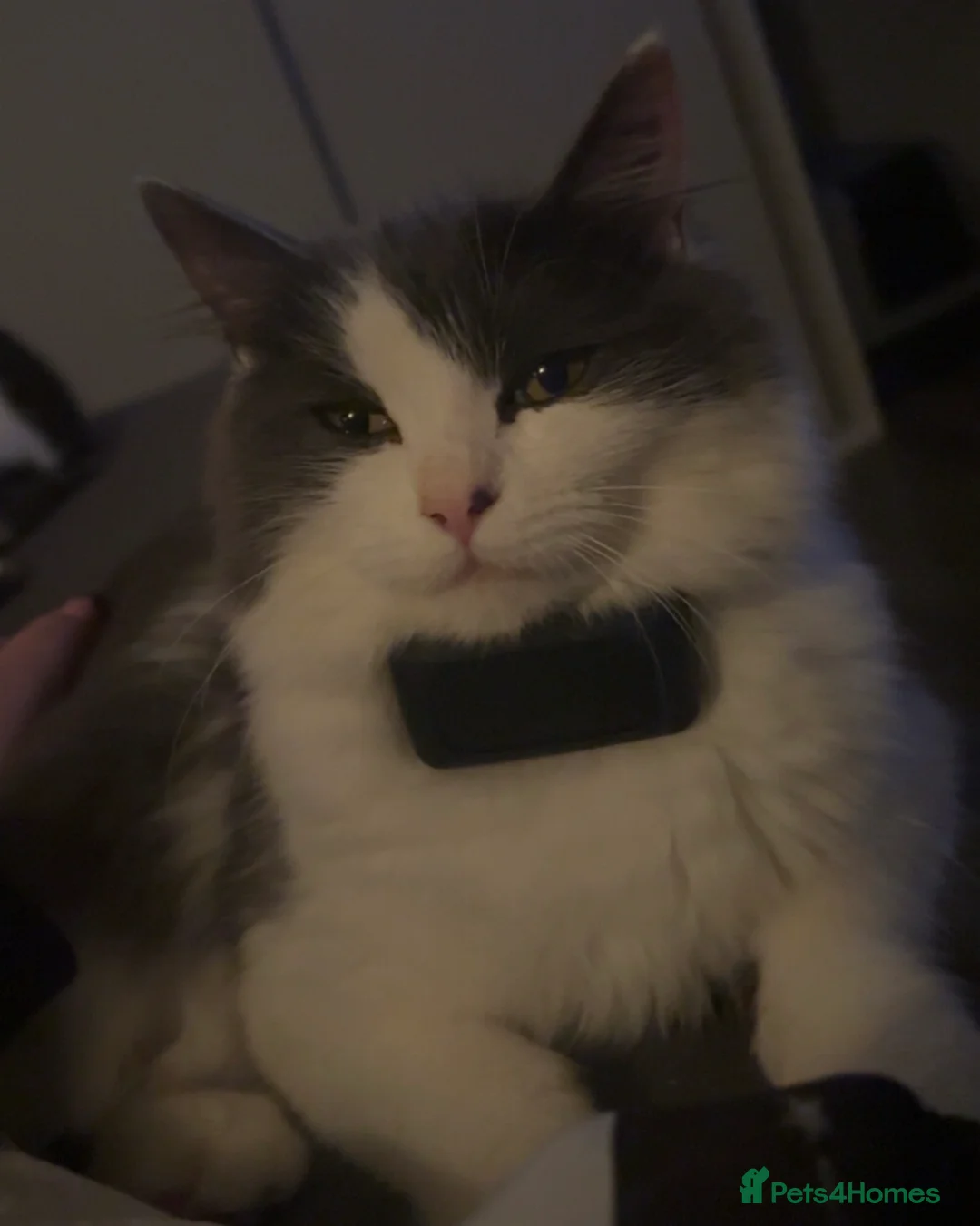 Mixed Breed cats for sale: Kittens for Sale  in Broxburn - Advert 2