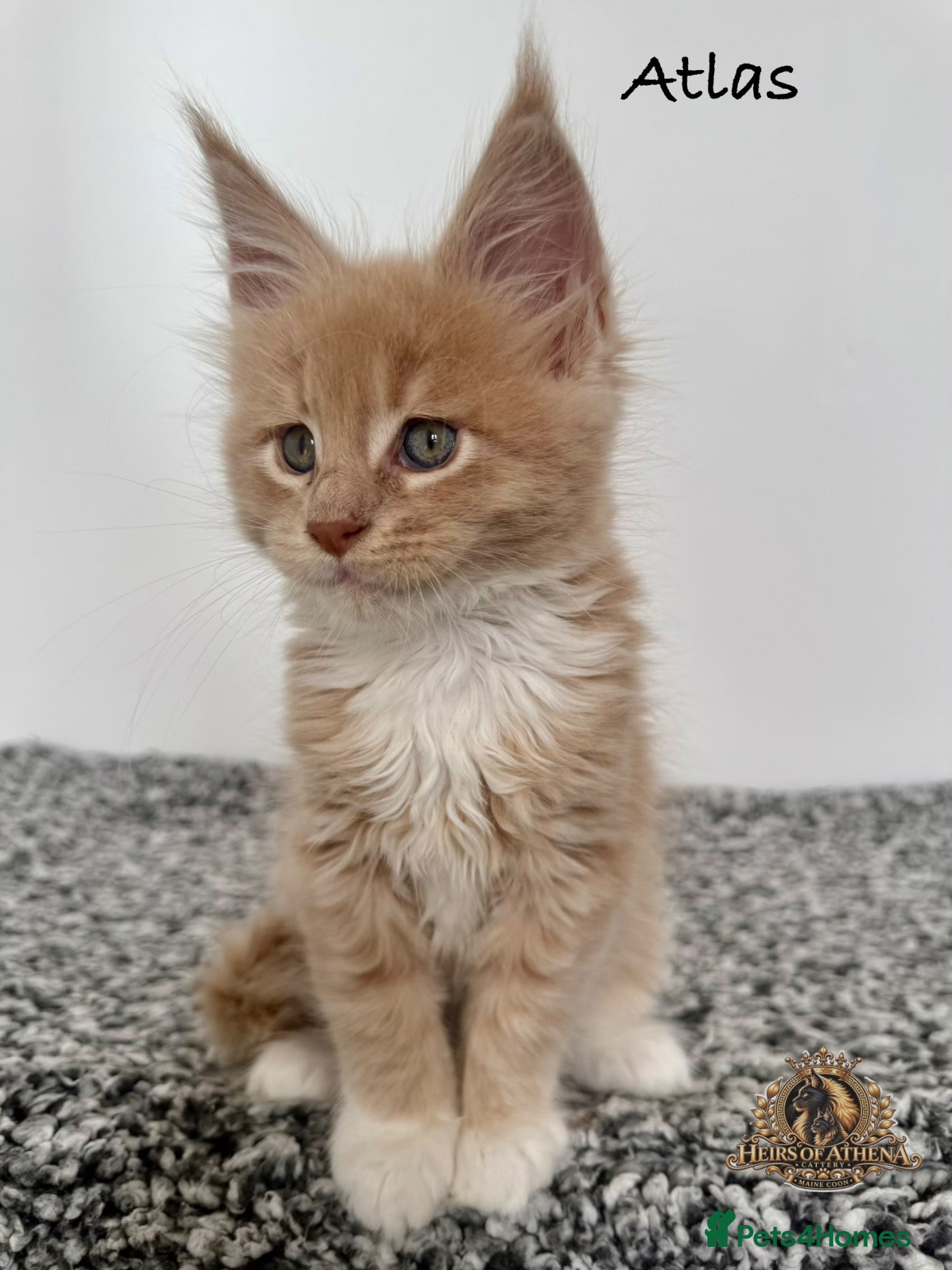 Maine Coon cats 🐾 Maine Coon Kittens TICA Registered 🐾 - Advert 2