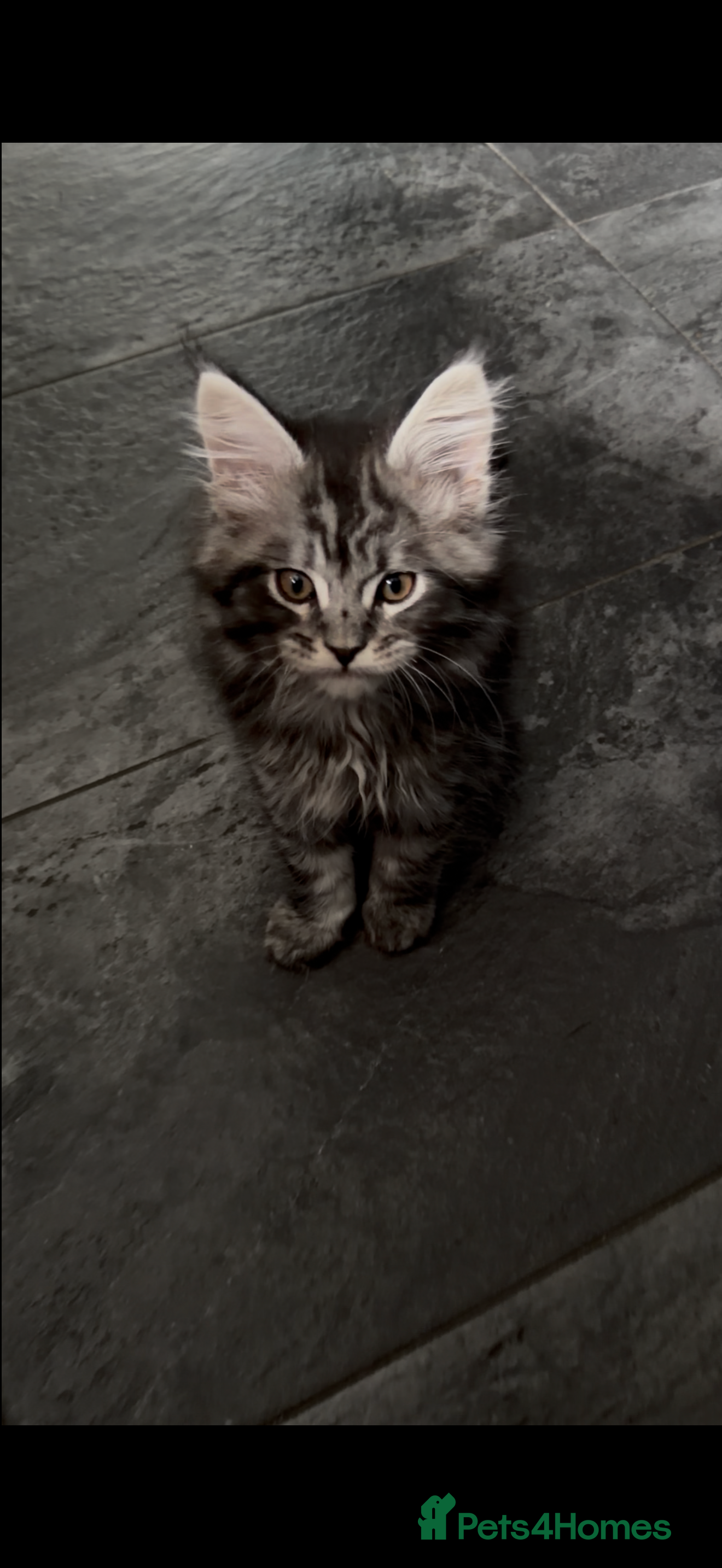 Maine Coon cats Beautiful Mainecoon kittens ready for loving homes - Advert 12