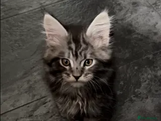Maine Coon cats Beautiful Mainecoon kittens ready for loving homes - Advert 2