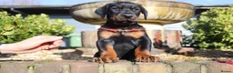 Dobermann dogs for sale: WAITLIST 2026 CEZARBLUE KC LICENSED BREEDER ⭐️ - Advert 14