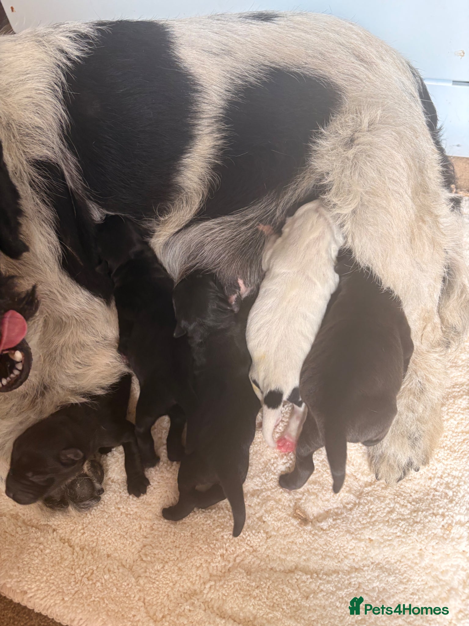 Patterdale Terrier dogs Puppies - Advert 7