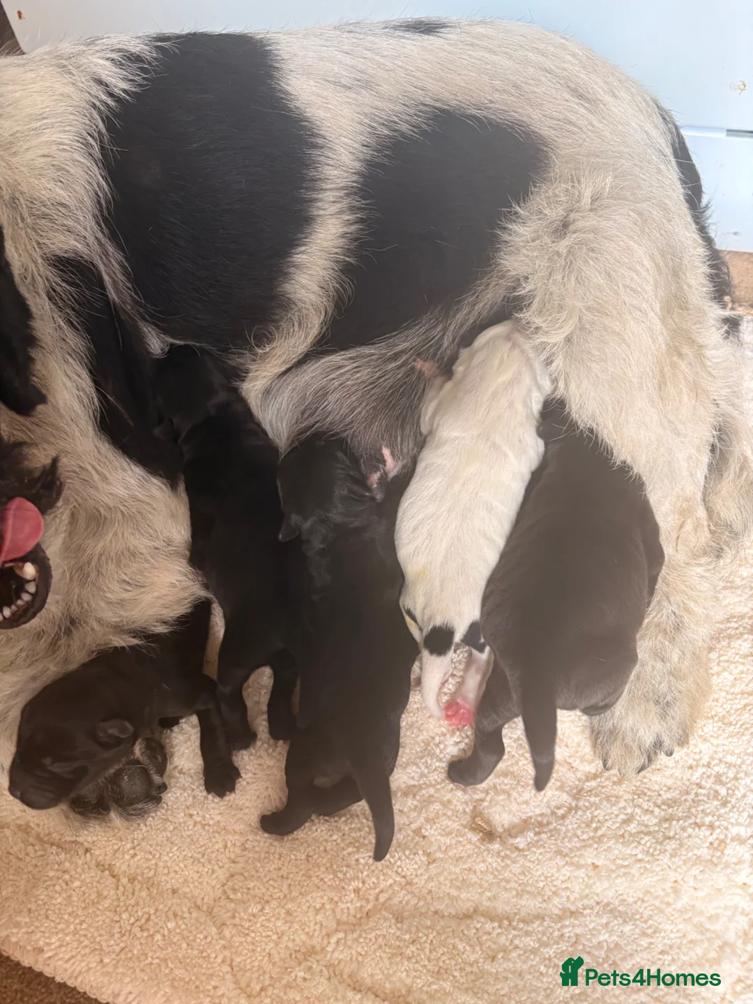 Patterdale Terrier dogs for sale: Puppies - Advert 1