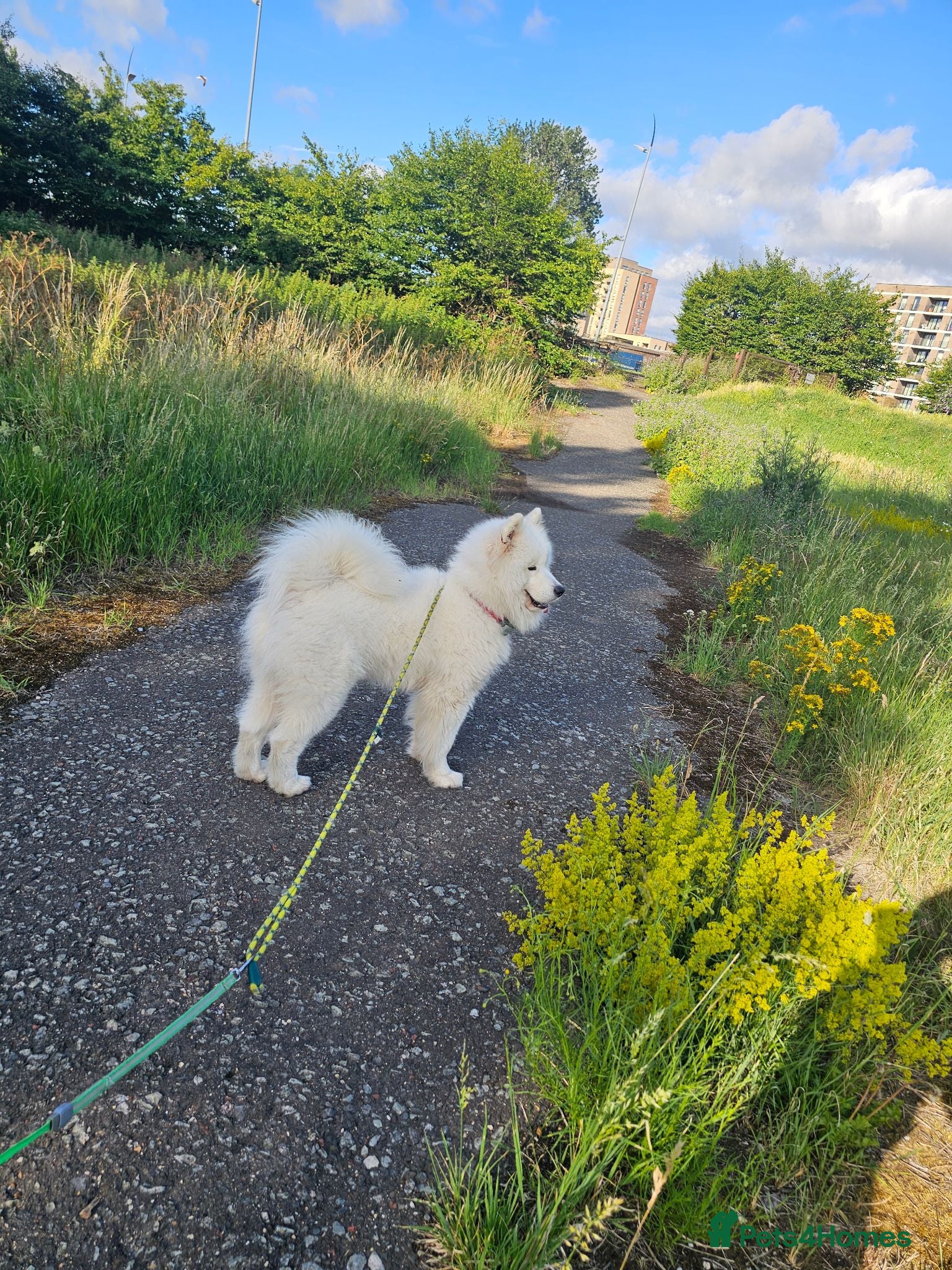 Samoyed dogs 🩷💙Samoyed for stud🩷💙 - Advert 2