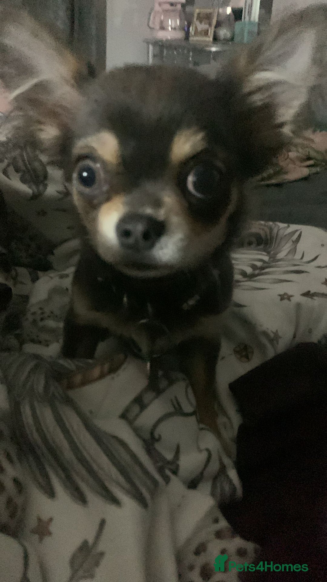 Chihuahua dogs for stud: Blue n tan small chihuahua stud carrying chocolate in Harpenden - Advert 9