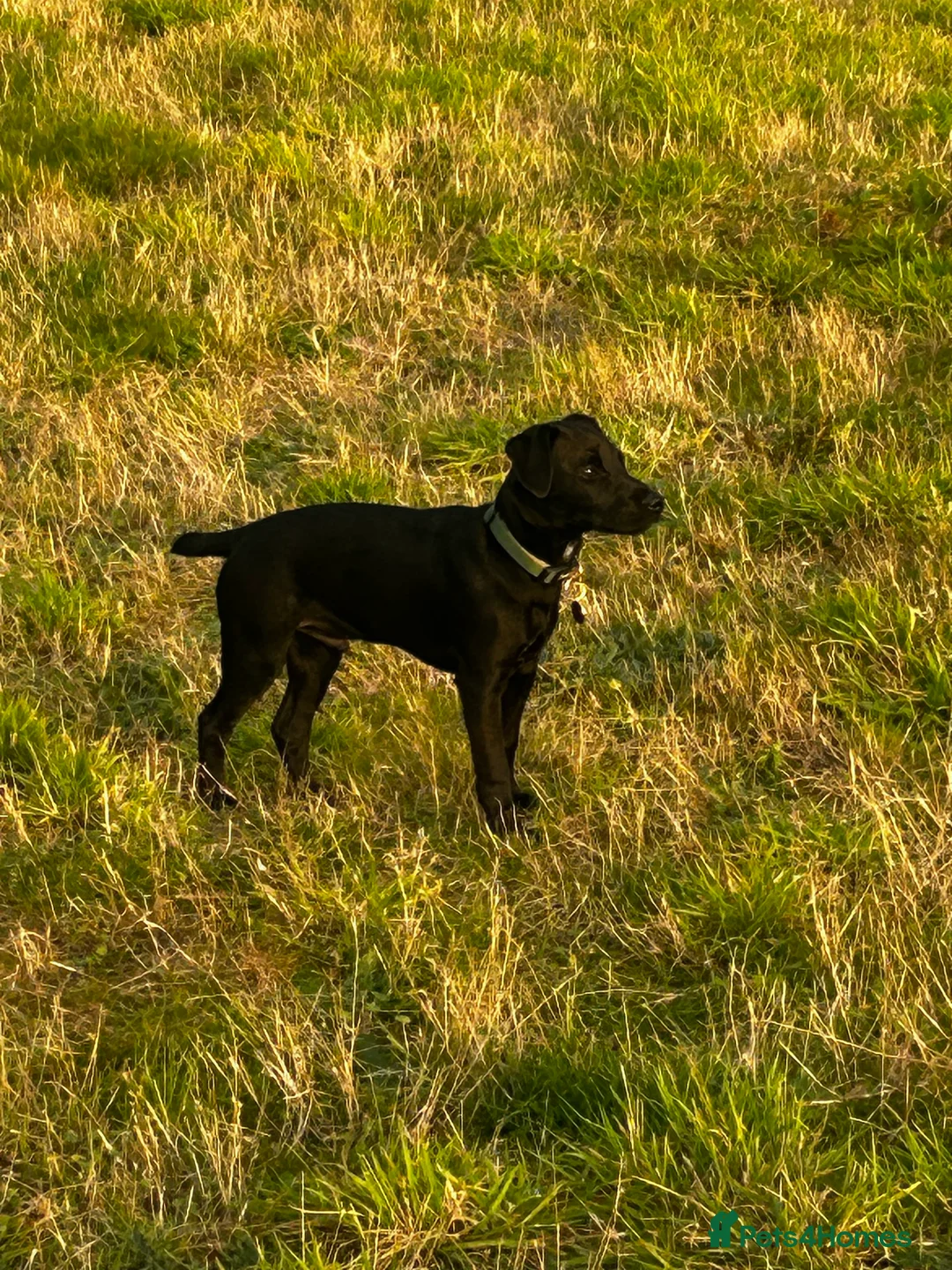 Patterdale Terrier dogs for sale: Patterdale terrier - Advert 1