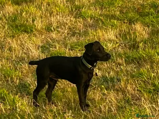 Patterdale Terrier dogs Patterdale terrier - Advert 2