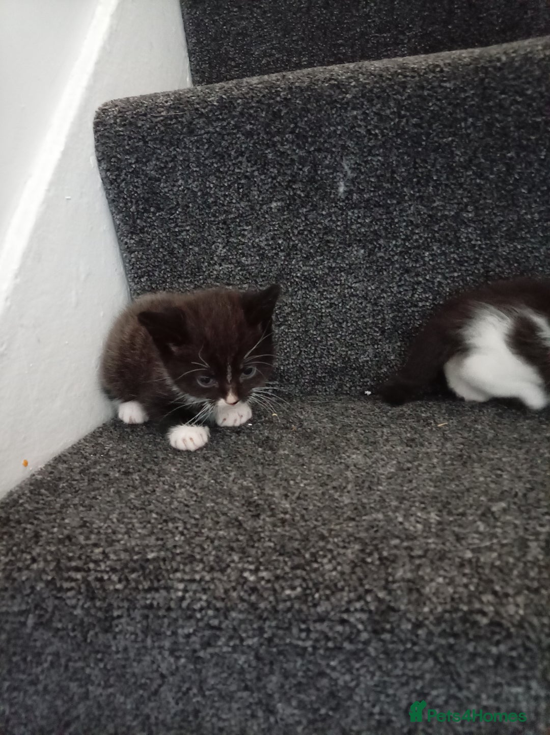 Mixed Breed cats for sale: Ragdoll mix tuxedo kittens - Image 10