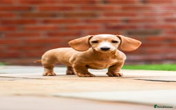 Miniature Dachshund dogs for sale: Miniature cream dachshund - Image 16